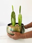 Cactus Design Arrangement - Brossard Floral Designer - YnV Lifestyle Inc.
