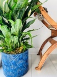 Schefflera besides Wooden Chair - Brossard Floral Designer - YnV Lifestyle Inc.