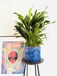 Schefflera on Table with a Designer Frame Brossard Floral Designer - YnV Lifestyle Inc.