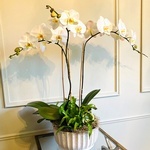 White Orchids on table - Wedding Florist Brossard QC - YnV Lifestyle Inc.