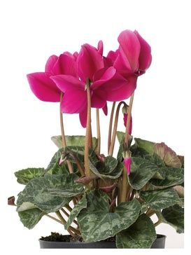 Cyclamen Design Arrangement - Brossard Wedding Florist - YnV Lifestyle Inc.