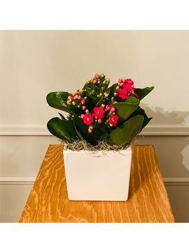 Calandiva And Kalanchoe Design Arrangement - Brossard Wedding Florist - YnV Lifestyle Inc.