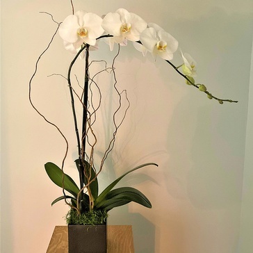 Orchids Design Arrangement - Brossard Wedding Florist - YnV Lifestyle Inc.