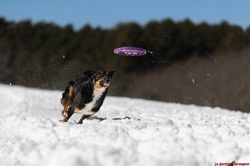 Canine Action Photography