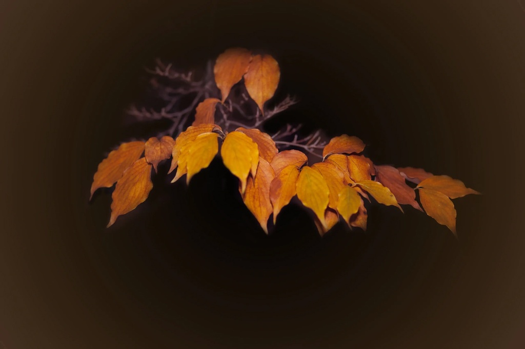 Tree Branch with yellow leaves Captured by Phillip Angelo - Fine Art Photography New Jersey