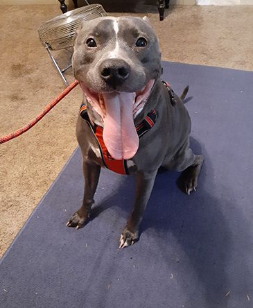 Loki (Andrew Thoreson-s dog).jpg