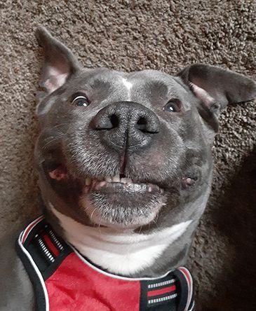 Loki (Andrew Thoreson-s dog)1.jpg