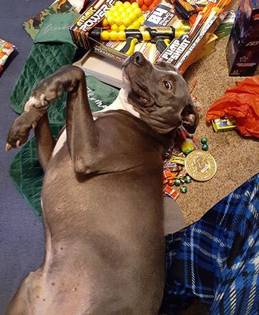 Loki -(Andrew-Thoreson-s-dog).jpg