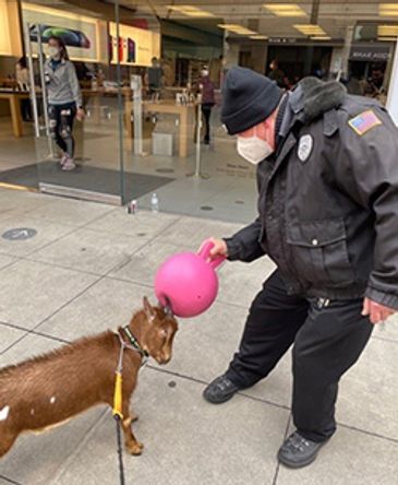 Bill-E-Goat-PIC.jpg