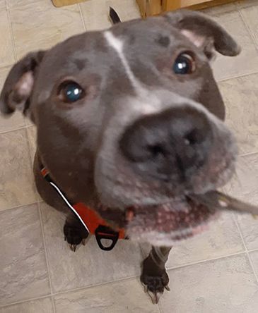 Loki (Andrew Thoreson-s dog ).jpg
