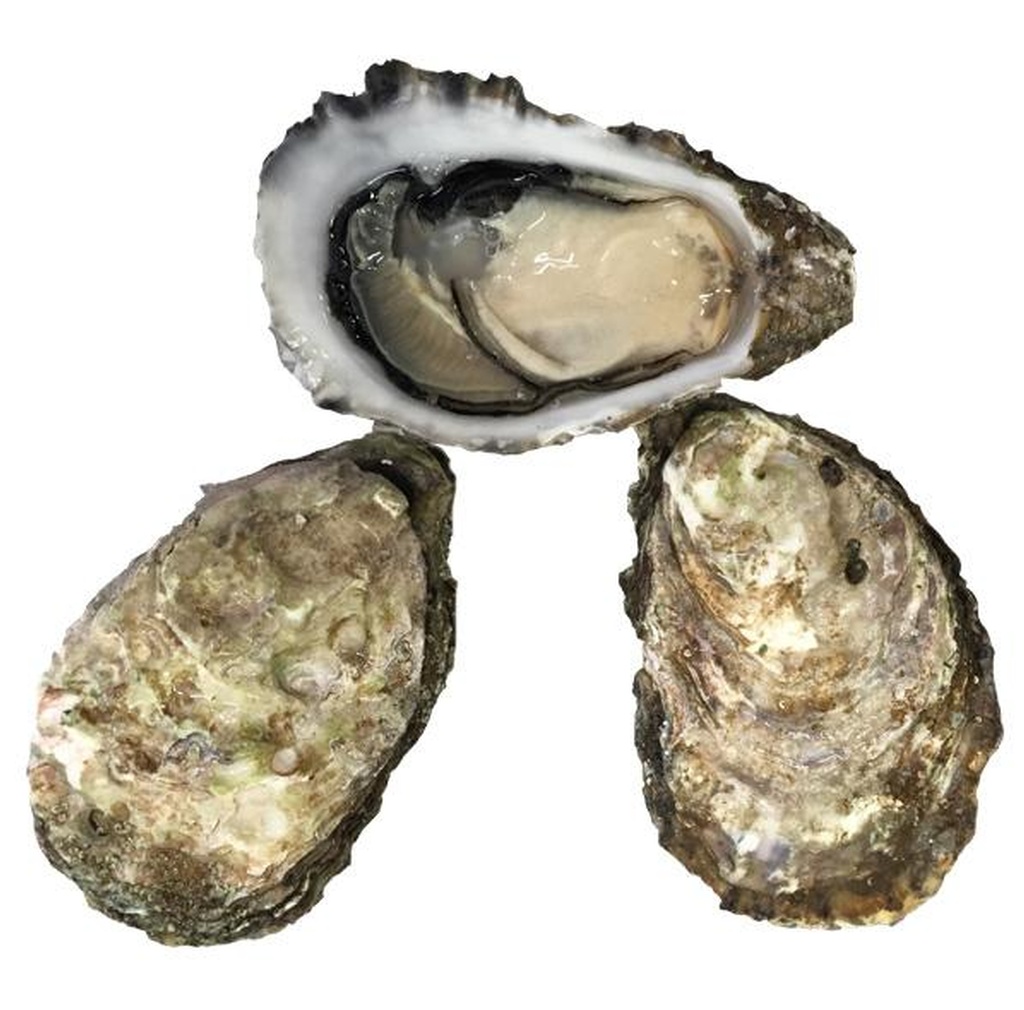 Buy Oysters Online Canada