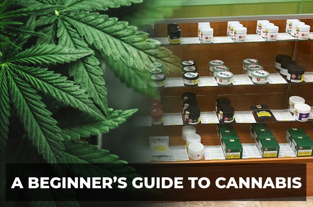 Blog by Green Light Cannabis Shop