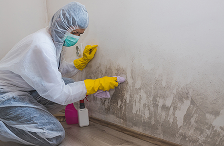 MOULD REMOVAL