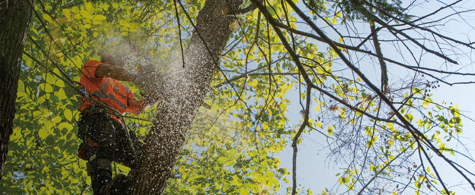 Professional Tree Care Services by Arborist in Springwater at Lakeside Tree Experts 