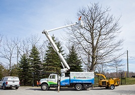 Certified Arborist in Georgian Bay Area by Lakeside Tree Experts