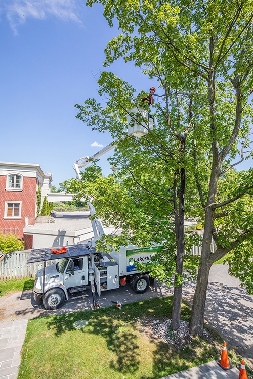 Tree Care Barrie - Lakeside Tree Experts