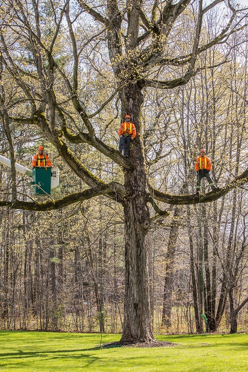 Springwater Arborists at Lakeside Tree Experts