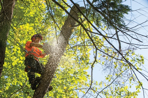 Tree Cutting by Springwater Arborists at Lakeside Tree Experts