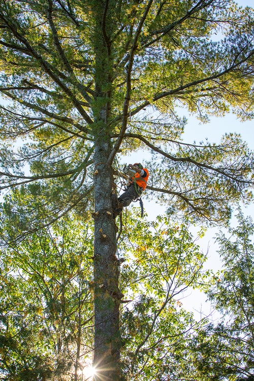 Tree Pruning Springwater by Arborists at Lakeside Tree Experts