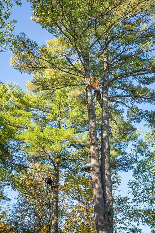 Professional Tree Services Greater Simcoe County by Lakeside Tree Experts