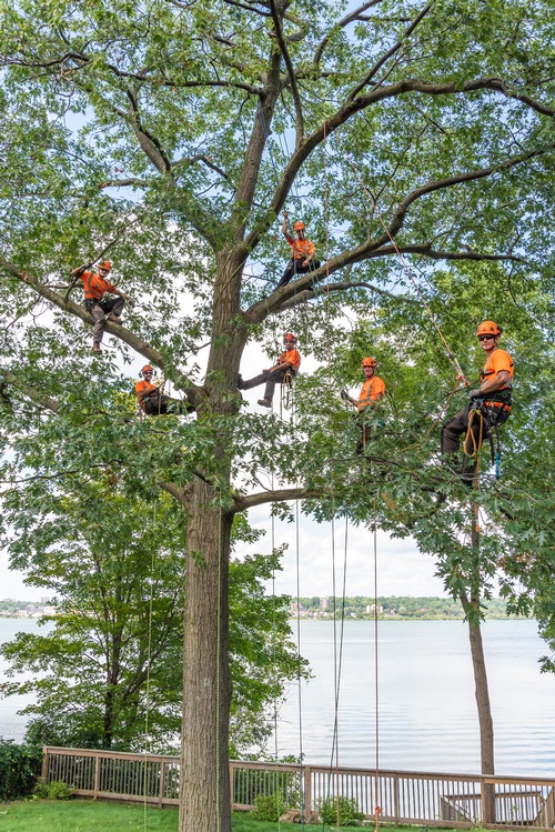 Springwater Arborists by Lakeside Tree Experts