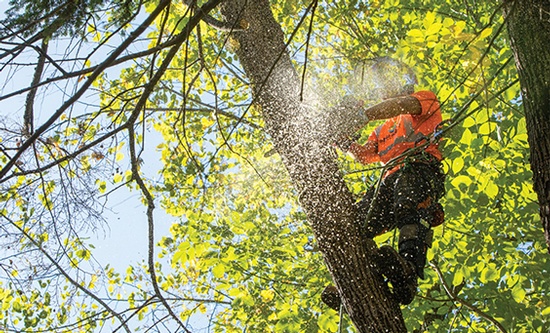 Tree Pruning by Springwater Arborists at Lakeside Tree Experts