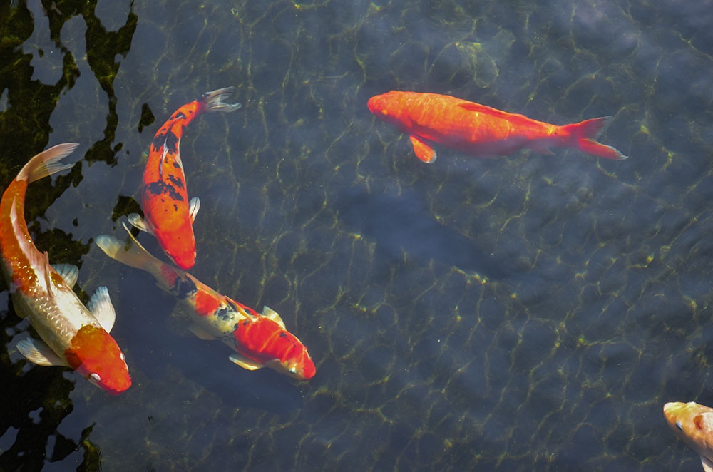Understanding and Preventing Fish Kills in Your Pond - Blog by H2O Logics Inc.