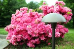  pink azalea bush background .jpg