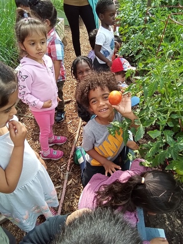 Child picking tomatoes in the garden at HIDE ‘n' SEEK DAYCARE - Day Care Center in Brampton, Ontario