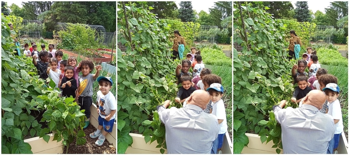 Child learning to harvest green beans in the vegetable garden at HIDE ‘n' SEEK DAYCARE - Preschool in Brampton