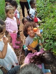 Child picking tomatoes in the garden at HIDE ‘n' SEEK DAYCARE - Day Care Center in Brampton, Ontario