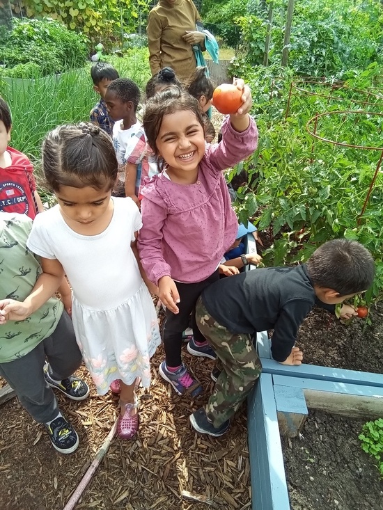 Kids learning to pick red tomatoes at HIDE ‘n' SEEK DAYCARE - Licensed Childcare Center in Brampton, Ontario