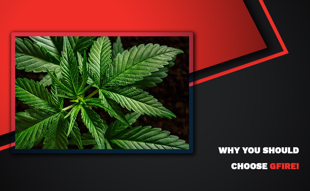 Why You Should Choose GFire! Online Cannabis Delivery Services Canada