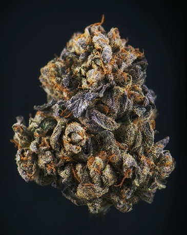 Finest Quality Sativa Strains for Best Price by GFIRE Canada