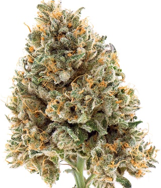 Marijuana Flower Pink Kush Delivery Canada by Luxurious Weed