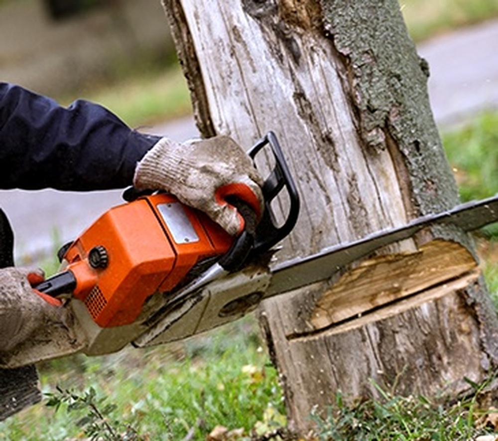 Tree Removal Services by Tree Experts in Toronto, Ontario - ANY HEIGHT TREE SERVICES