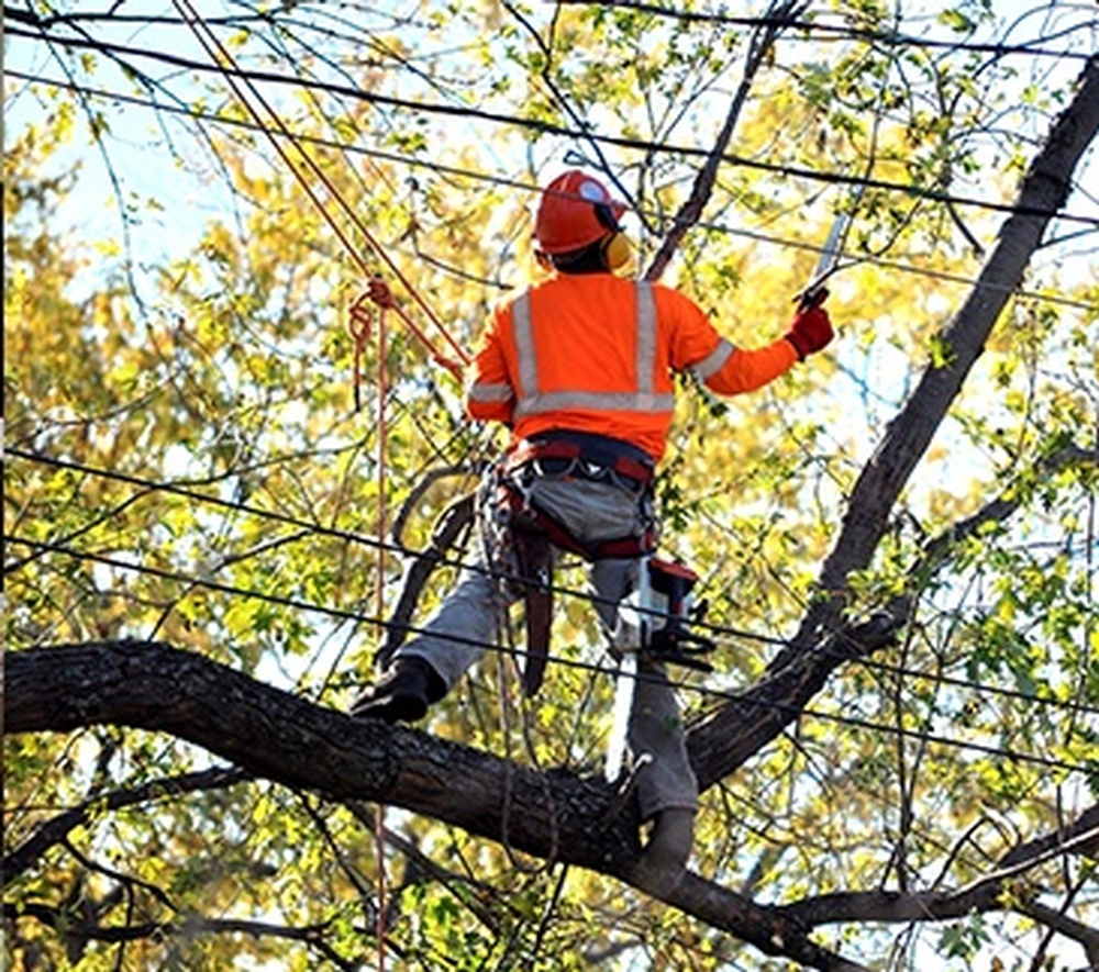Tree Pruning Services by ANY HEIGHT TREE SERVICES - Toronto Arborists