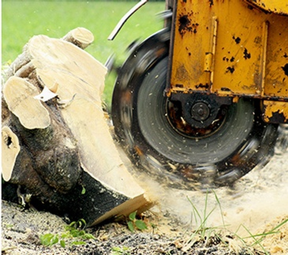 Tree Stump Grinding Services Toronto by ANY HEIGHT TREE SERVICES - Tree Experts in Toronto, Ontario