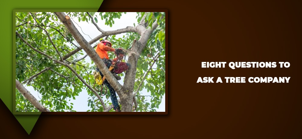 Blog by ANY HEIGHT TREE SERVICES