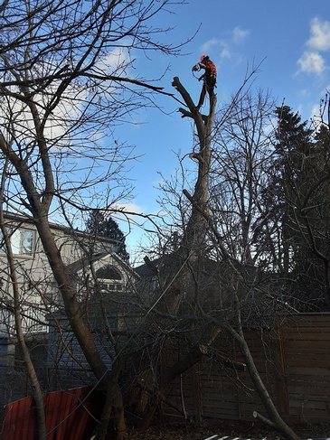 Toronto Tree Cutting Services -  ANY HEIGHT TREE SERVICES