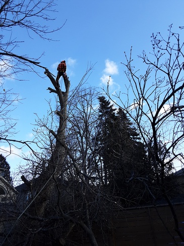  Toronto Tree Trimming Services by Professional Arborists at ANY HEIGHT TREE SERVICES