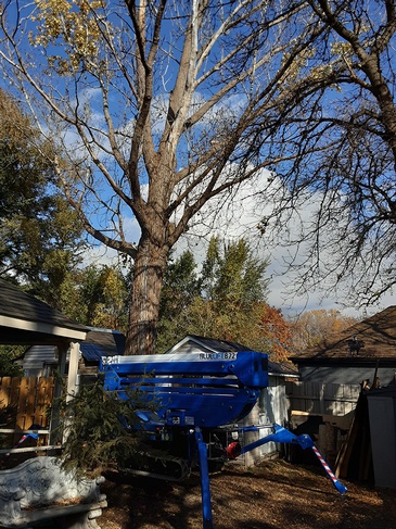 Tree Removal Toronto by ANY HEIGHT TREE SERVICES