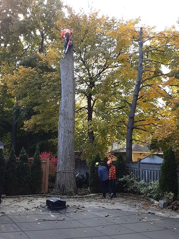 Toronto Tree Trimming by Professional Arborists at ANY HEIGHT TREE SERVICES