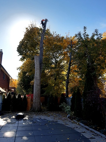 Toronto Tree Cutting, Trimming Services - ANY HEIGHT TREE SERVICES