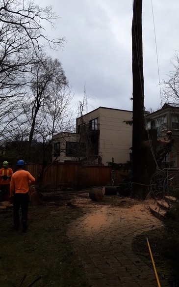 Tree Bracing, Cabling Services by ANY HEIGHT TREE SERVICES - Tree Experts in Toronto, Ontario