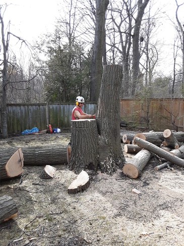 Tree Pruning Services, ANY HEIGHT TREE SERVICES by Toronto Arborists
