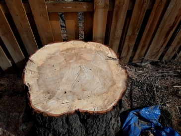 Stump Grinding Services by Professional Arborists Toronto - ANY HEIGHT TREE SERVICES