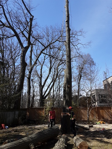 Toronto Tree Removal and Cutting by ANY HEIGHT TREE SERVICES