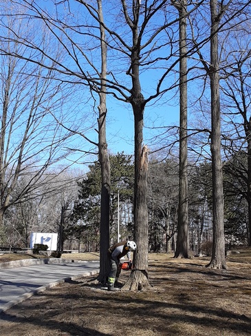 Toronto Tree Trimming by Professional Arborists, ANY HEIGHT TREE SERVICES