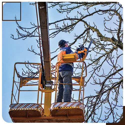 Exceptional Tree Services with Transparent and Reasonable Pricing – Nurture Your Trees with Confidence!